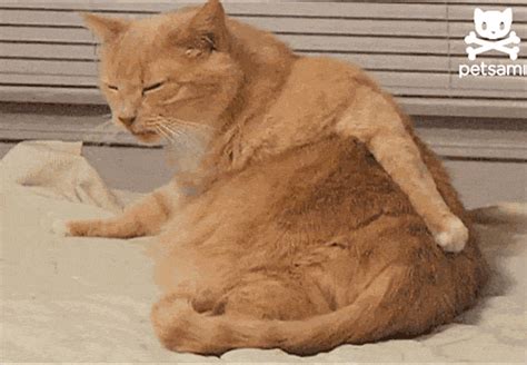 Cat Scratching Butt S Get The Best  On Giphy