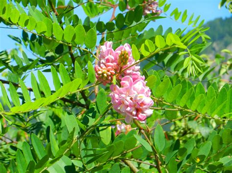 Akazienblüte Foto And Bild Pflanzen Pilze And Flechten Blüten