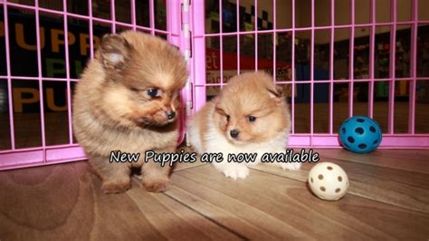 Puppies For Sale Local Breeders Cute Pomeranian Puppies For Sale