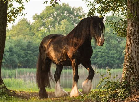 Shire Horse Im Rasseportrait Zooroyal Magazin