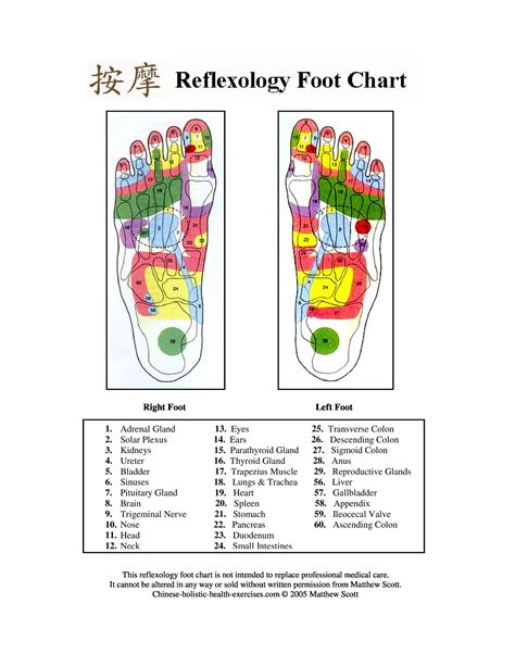 31 Printable Foot Reflexology Charts And Maps Templatelab