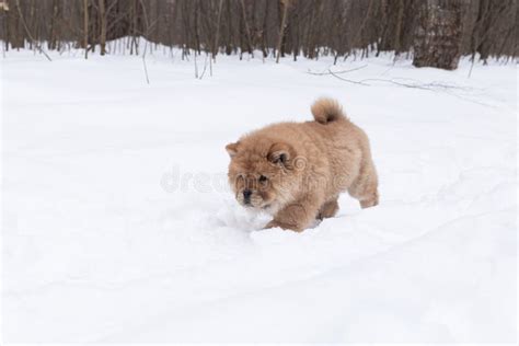 A Little Fluffy Dog Runs Through The Snow Chow Chow Puppy Stock Image