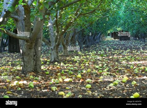 Looking Down Row Of Apple Orchard With Crates In Preparation For