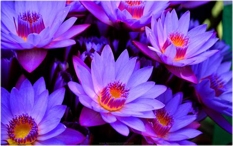 Support us by sharing the content, upvoting wallpapers on the page or sending your own background pictures. BLUE LOTUS FLOWER HD WALLPAPER | 9HD Wallpapers