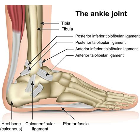 3 Ligaments Of The Lateral Ankle Injury To Any Of These Ligaments May