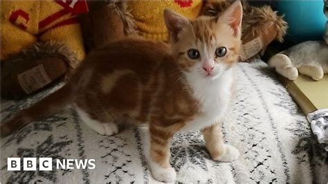 Henrietta The Kitten With Two Extra Legs In Wallsend Bbc News