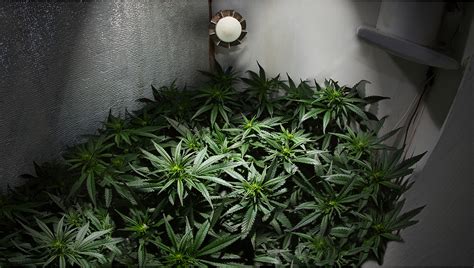 Diy Grow Room Build Your Cannabis Indoor Grow Fast Buds
