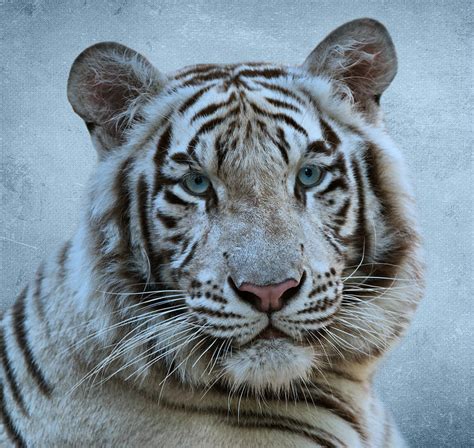 White Tiger Photograph By Sandy Keeton Fine Art America