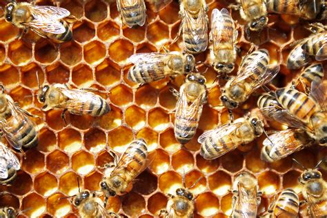 Honey Bees Index
