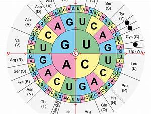 Proving The Genetic Code 39 S Flexibility