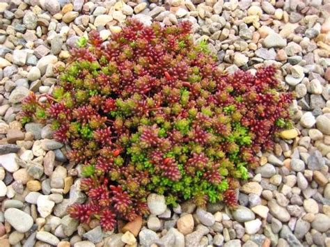100 Sedum Seeds Album Coral Carpet White Stonecropdrought Tolerant