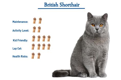 How Much Are British Shorthair Cats British Shorthair
