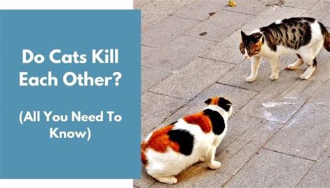 Do Cats Kill Each Other All You Need To Know Animalfate