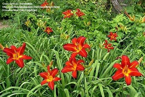 Plantfiles Pictures Daylily Red Volunteer Hemerocallis By Melody