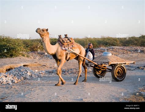 Mode Of Transport In India Camel Cart Is Used To Transport Sand