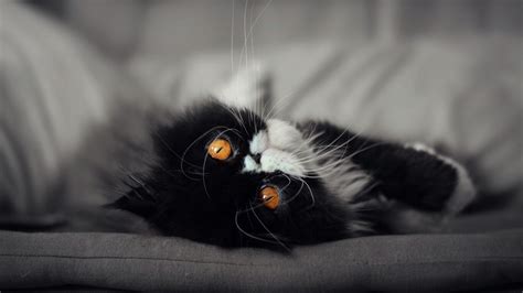 1366x768 Cat Eyes 1366x768 Resolution Hd 4k Wallpapers Images