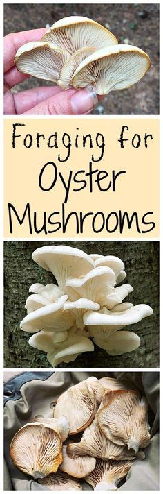 Foraging For Delicious Oyster Mushrooms Is Easy And Fun