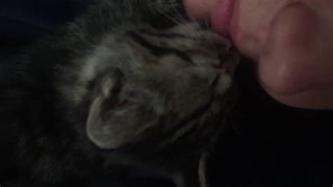 tiny kitten sucking a girls lip youtube