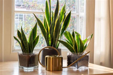 20 Best Indoor Plants For Beginners Stormfront