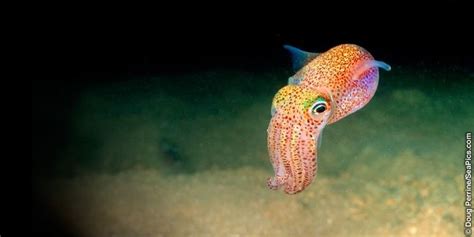Bobtail Squid Alchetron The Free Social Encyclopedia