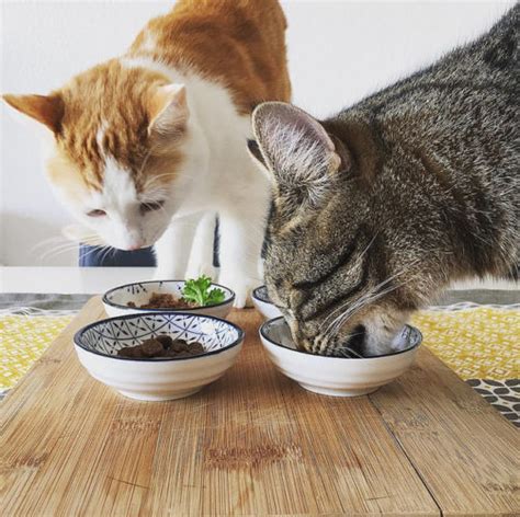 One of our cats came to us as a stray, rescued from a short life of dumpster diving at a local mexican restaurant. 10 Best cat food for sensitive stomach