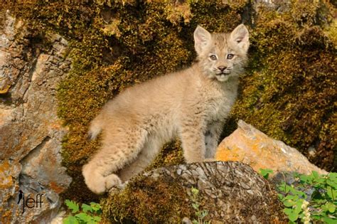 Canada Lynx Kitten Photos Jeff Wendorffs Photography Blog