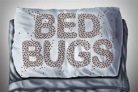 Can Bed Bugs Go In Your Ears What You Need To Know