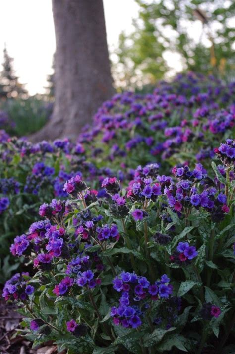 Since 1950 we have been providing a wide range of. Diana Clare pulmonaria | Shade flowers, Shade plants ...