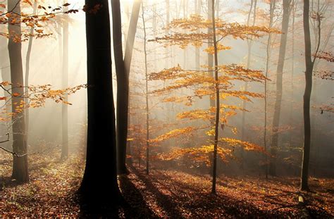 784637 Autumn Forests Fog Trees Rare Gallery Hd Wallpapers