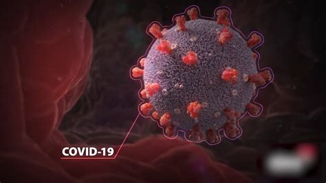 ไวรัสโคโรนา ถูกค้นพบในช่วงคริสต์ทศวรรษ 1960 สายพันธุ์ที่ค้นพบแรกสุดคือไวรัสหลอดลมอักเสบติดต่อในไก่ และไวรัสสองสายพันธุ์จาก. "ซากเชื้อ" โควิด-19 คืออะไร ? l RAMA CHANNEL - YouTube