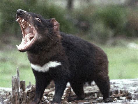 Gambar flora dan fauna khas negara amerika serikat. Tasmanian Devil Sarcophilus harrisii hewan khas pulau ...
