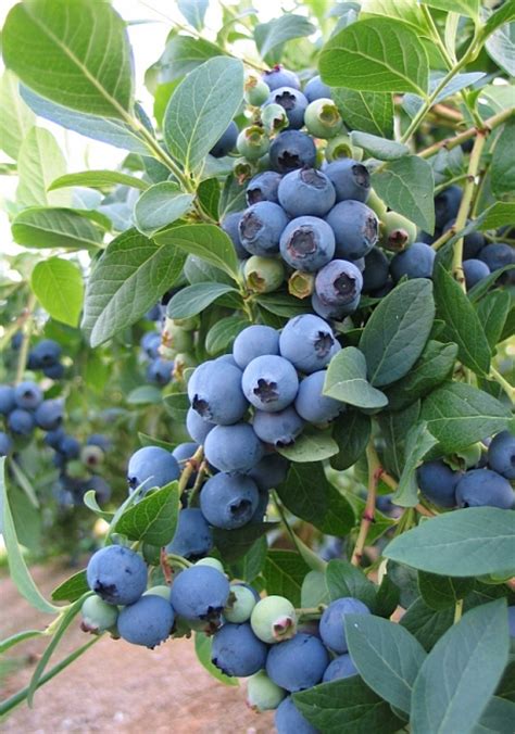 How To Grow Blueberries In Pots Telegraph