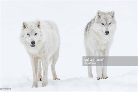 Two Wolves High Res Stock Photo Getty Images