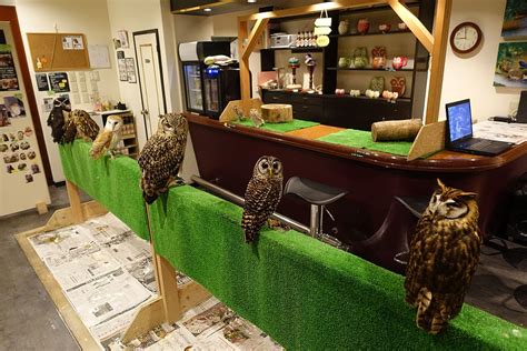 The Owl Cafe Trend Japan Does Give A Hoot Yabai The Modern