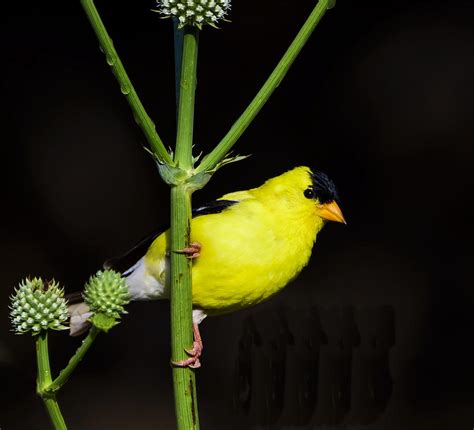 Male American Goldfinch Photograph By Steve Samples Fine Art America