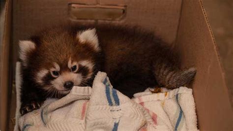 Red Panda Cubs Play In Snow At Lincoln Park Zoo