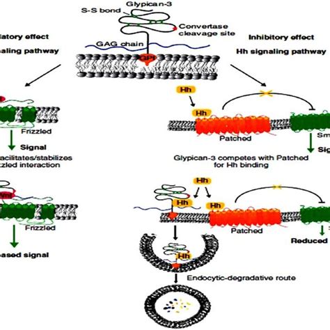 Gpc3 Expression In 4 Human Hepatocellular Carcinoma Cell Lines With