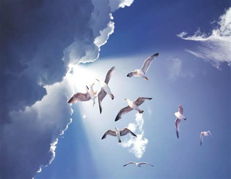 White Gull Birds Flying Ultra Hd Photo Wallpapers Share