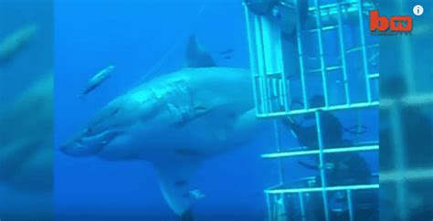 Riesiger Hai Noch Größer Als Der Größte Weiße Hai Deep Blue Just