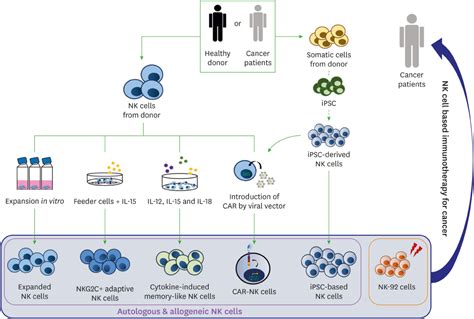 Nk Cell Based Immunotherapies In Cancer