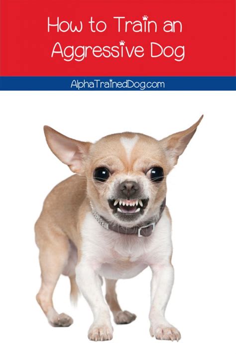 How To Train Aggressive Dogs Alpha Trained Dog