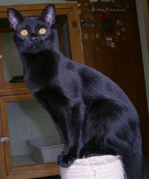 Bombay Cat Info Personality Kittens Feeding Pictures