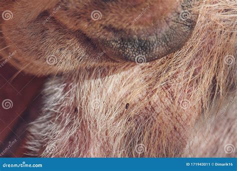 Dog Tick On Fur Stock Image Image Of Mite Insect Cleaning 171943011