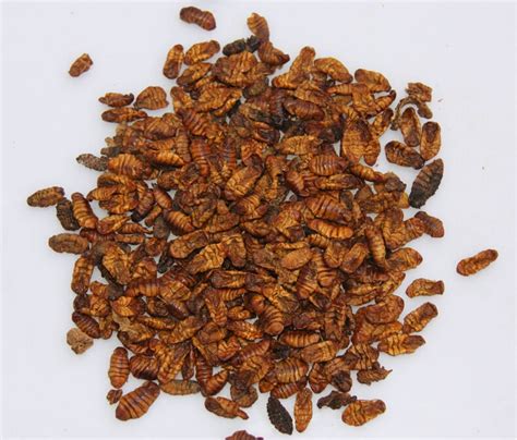 Sun Dried Silkworm Pupae For Sale Buy Silkworm Pupae For Saledried