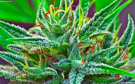 We did not find results for: Marijuana weed 420 t wallpaper | 1920x1200 | 171567 ...
