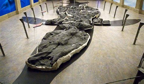 Giant Ichthyosaur Found Bone From One Of Largest Animals Ever