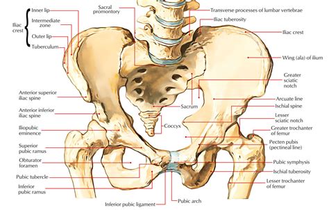 Pelvic Anatomy Pelvis Anatomy Recon Orthobullets Grays Anatomy