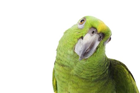 Зеленый попугай Png фото