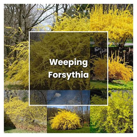 How To Grow Weeping Forsythia Plant Care And Tips Norwichgardener