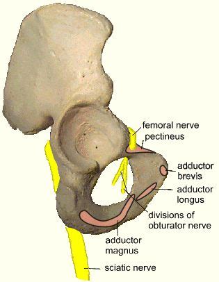 The main hip & groin muscles consist of the iliopsoas, pectineus, rectus femoris, and sartorius at the front. attachments of adductor muscles on the hip | pelvisbones | Pinterest | Muscle, The o'jays and ...